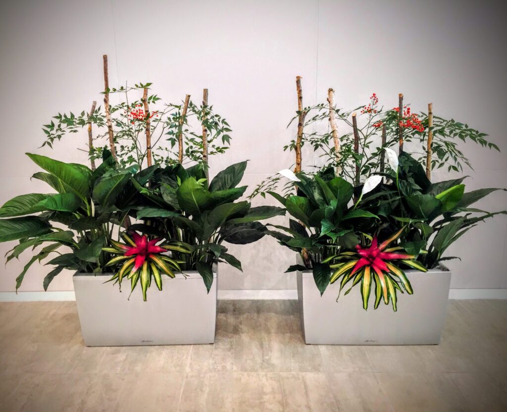 commercial plant