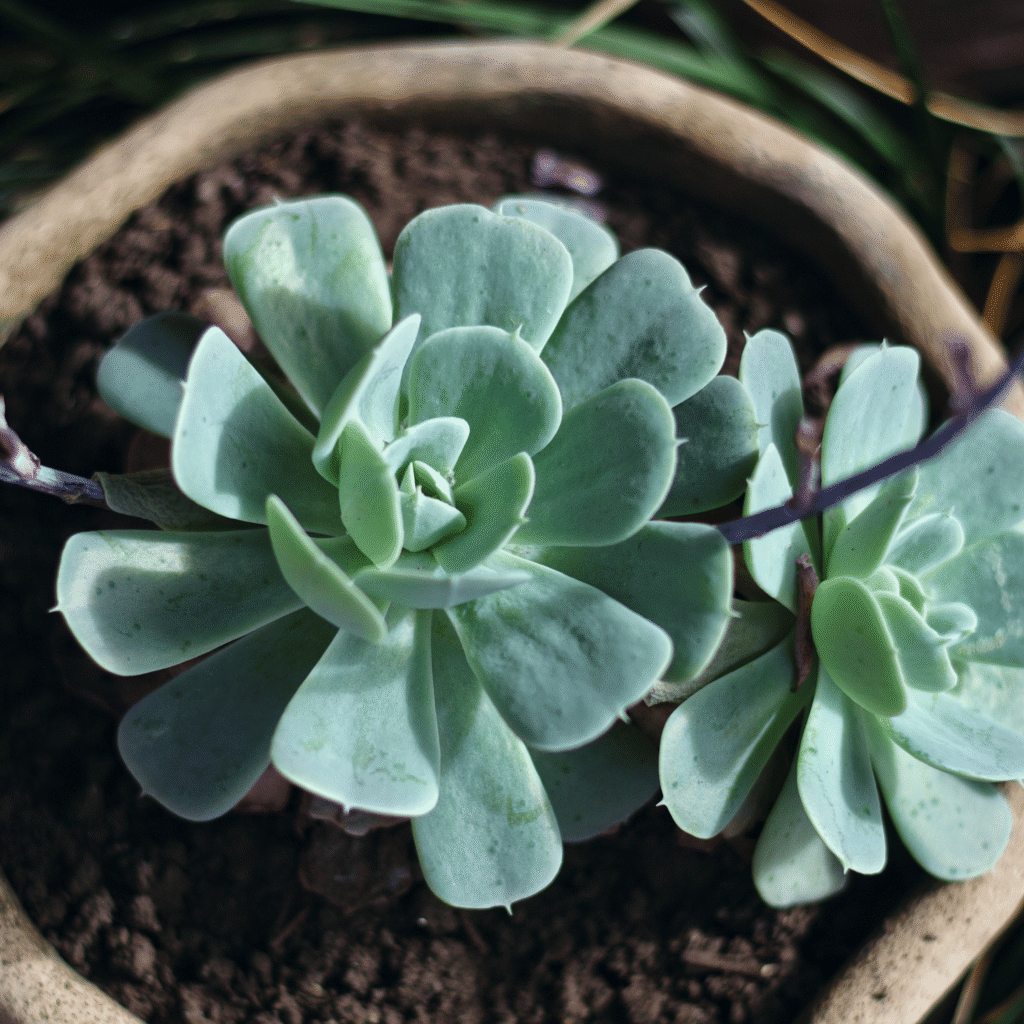 indoor