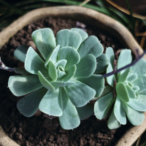 indoor